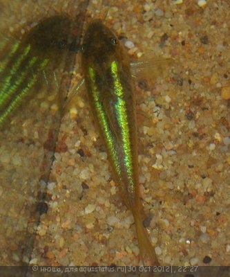 Фото Сомик золотистый, бронзовый коридорас Corydoras аeneus  (photo#29154)