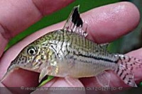 Фото Сомик Акра Corydoras acrensis  (photo#29166)