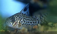 Фото Сомик Акра Corydoras acrensis  (photo#29168)