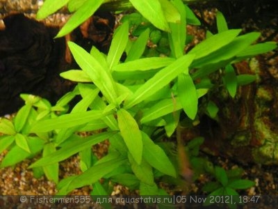 Опознание аквариумных растений - Hygrophila_polysperma_5.jpg