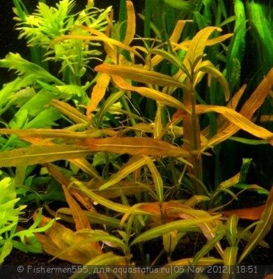 Опознание аквариумных растений - Изображение 201.jpg
