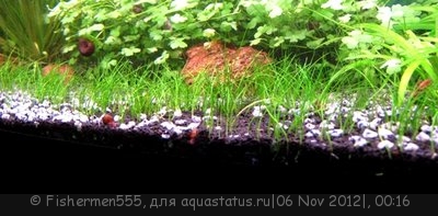 Фото Ситняг крошечный Eleocharis parvula  (photo#29673)