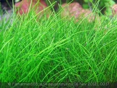 Ситняг крошечный (Eleocharis parvula)