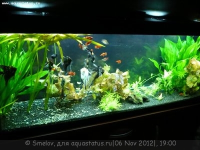 Мой новый и долгожданный аквариум 280 литров Smelov  - P1020078.JPG