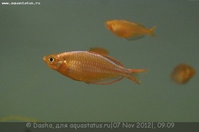 Фото Мой аквариум 200 литров Dasha  (photo#29712)