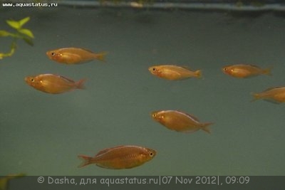 Фото Мой аквариум 200 литров Dasha  (photo#29713)