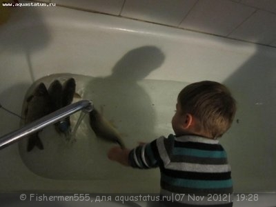 Аквариум любителя 100 литров (Fishermen555)