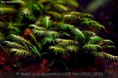 Фото Мох Фиссиденс нобилис гриф Doormat Moss - Fissidens nobilis Griff  (photo#29752)