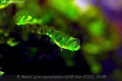 Фото Мох Юнгермания - Джейд Лотос Jungermania Truncata - Jade Lotos  (photo#29757)