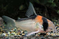 Фото Коридорас Адольфа Corydoras adolfoi  (photo#29803)