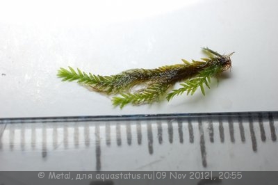 Фото Мох Химехоуоугоке Fissidens sp. Himehouougoke  (photo#29816)