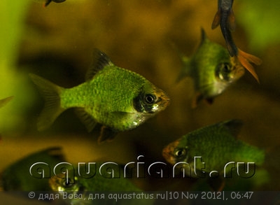 Фото Барбус суматранский Puntius tetrazona, Barbus tetrasona  (photo#29820)