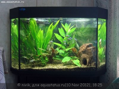 Фото Опознание аквариумных растений (photo#29857)