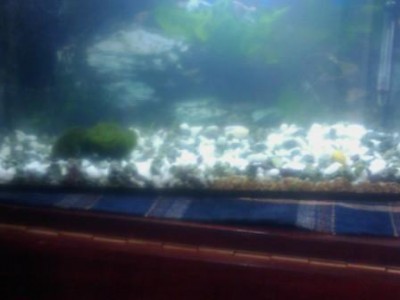 Мой первый аквариум 20 литров Jane_Eyre  - IMAGE_035.jpg