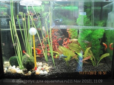 Фото Опознание аквариумных растений (photo#29915)