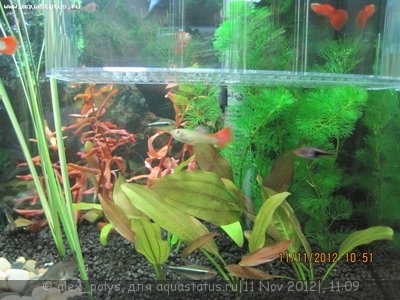 Фото Опознание аквариумных растений (photo#29916)