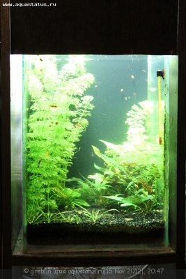Мини аквариум 30 литров greblin  - IMG_2853.jpg