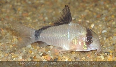 Фото Коридорас Мета, Масковый коридорас Corydoras metae  (photo#30121)