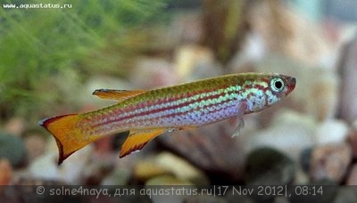 Фото Афиосемион примигениум Aphyosemion primigenium  (photo#30140)