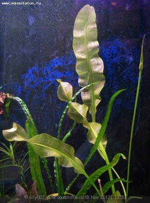 Опознание аквариумных растений - апоногетон.jpg