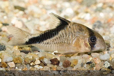 Фото Коридорас диагональнополосый Corydoras Melini  (photo#30193)