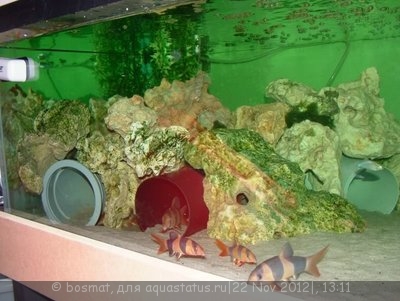 Мой аквариум Боцарий 280 литров bosmat  - DSCF2592.jpg