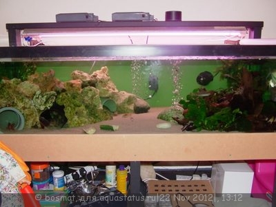 Мой аквариум Боцарий 280 литров bosmat  - DSCF2571.jpg