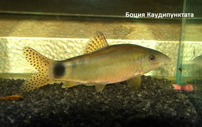 Фото Боция Каудипунктата Yasuhikotakia caudipunctata . (photo#30389)