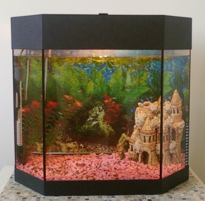 Мой аквариум 50 литров SoltDee  - 1.jpg