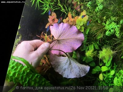 Опознание аквариумных растений - нимфеи изнанка.jpg