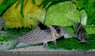 Фото Коридорас Агасица Corydoras agassizii  (photo#30573)