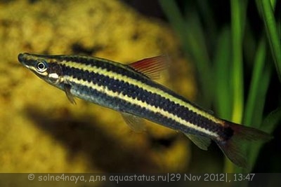 Фото Аностомус обыкновенный Anostomus anostomus  (photo#30685)