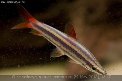 Фото Аностомус обыкновенный Anostomus anostomus  (photo#30686)