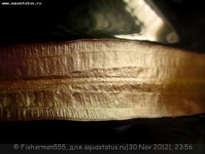 Фото Аквариум любителя 100 литров Fishermen555  (photo#30757)