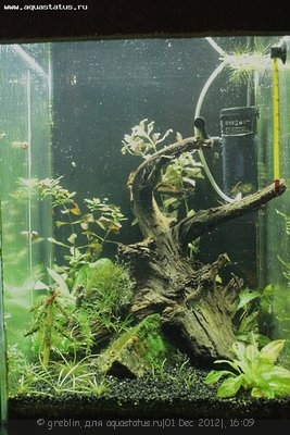 Мини аквариум 30 литров greblin  - _MG_3781.jpg