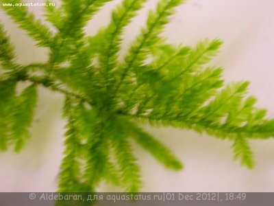 Опознание аквариумных растений - DSCN8564.JPG