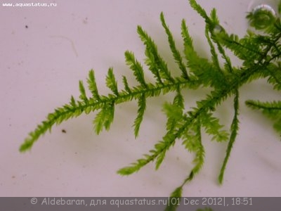 Опознание аквариумных растений - DSCN8560.JPG