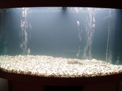 Мой первый аквариум 180 литров Altair  - PB120074_small.jpg
