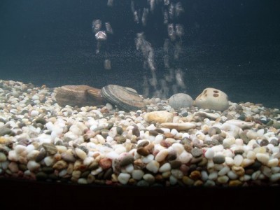Мой первый аквариум 180 литров Altair  - PB120075_small.jpg