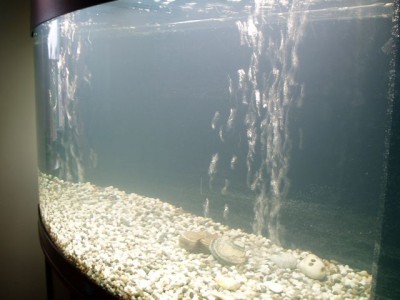 Мой первый аквариум 180 литров Altair  - PB120081_small.jpg
