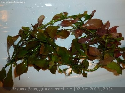 Опознание аквариумных растений - P1000115.JPG