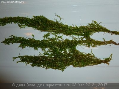 Опознание аквариумных растений - P1000108.JPG