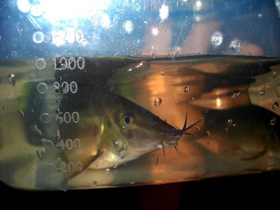 Мой аквариум Боцарий 280 литров bosmat  - DSC01414.jpg