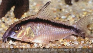 Фото Коридорас дугополосый двухполосый Corydoras arcuatus  (photo#30884)