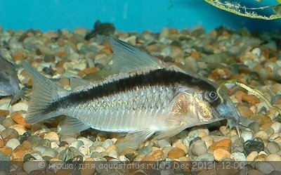 Фото Коридорас дугополосый двухполосый Corydoras arcuatus  (photo#30885)