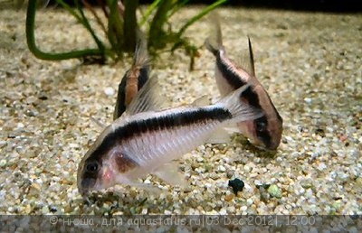 Фото Коридорас дугополосый двухполосый Corydoras arcuatus  (photo#30886)