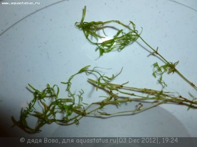 Опознание аквариумных растений - P1000121.JPG