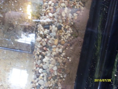 Переезд в аквариум на 300 литров Lazardin  - SL382849.JPG