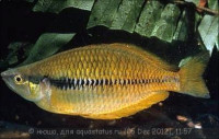 Меланотения ангфа (Melanotaenia angfa)