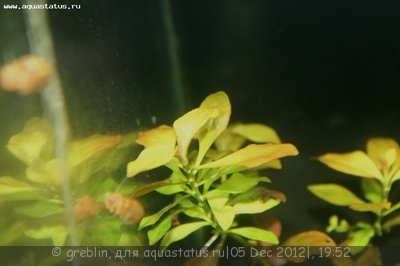 Светодиодное освещение аквариума - IMG_4113.jpg
